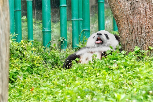 没有天敌的大熊猫，战斗力到底有多强？