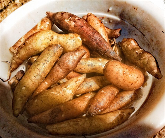 「原创首发」美味水果——雪莲果种子