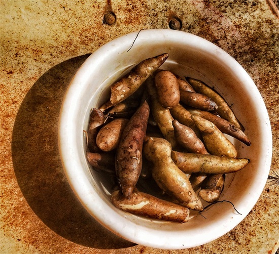 「原创首发」美味水果——雪莲果种子