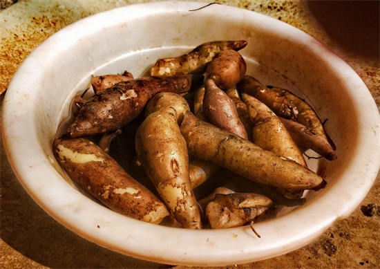 「原创首发」美味水果——雪莲果种子