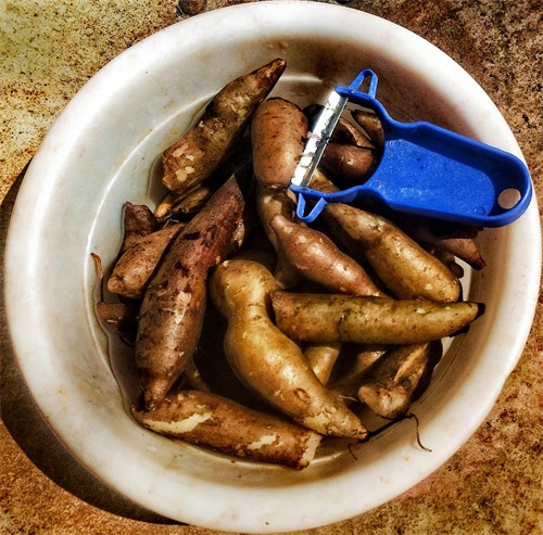 「原创首发」美味水果——雪莲果种子