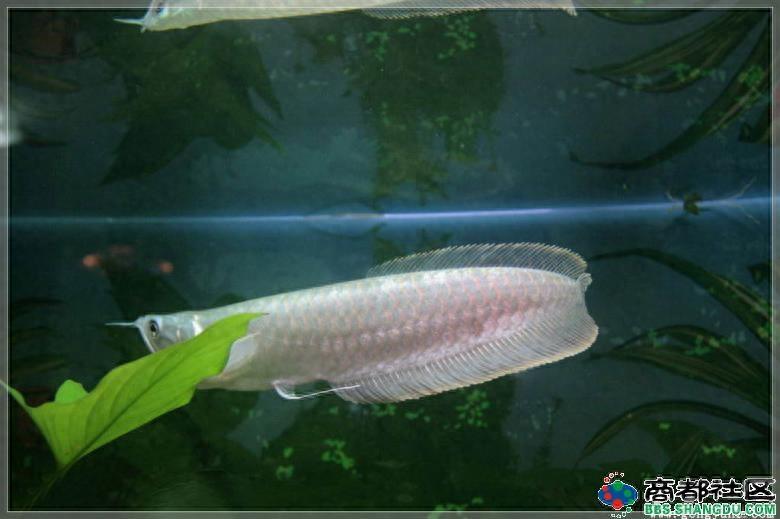 你听过白金龙鱼呢？土豪的宠物一条至少三十万