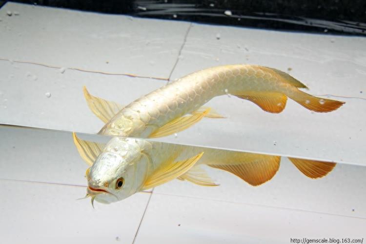 你听过白金龙鱼呢？土豪的宠物一条至少三十万