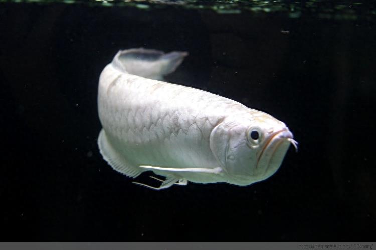 你听过白金龙鱼呢？土豪的宠物一条至少三十万