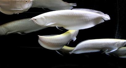 你听过白金龙鱼呢？土豪的宠物一条至少三十万