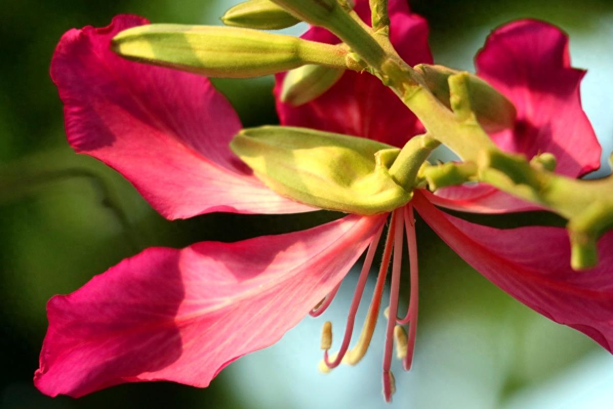 图志：香港区区花——紫荆花