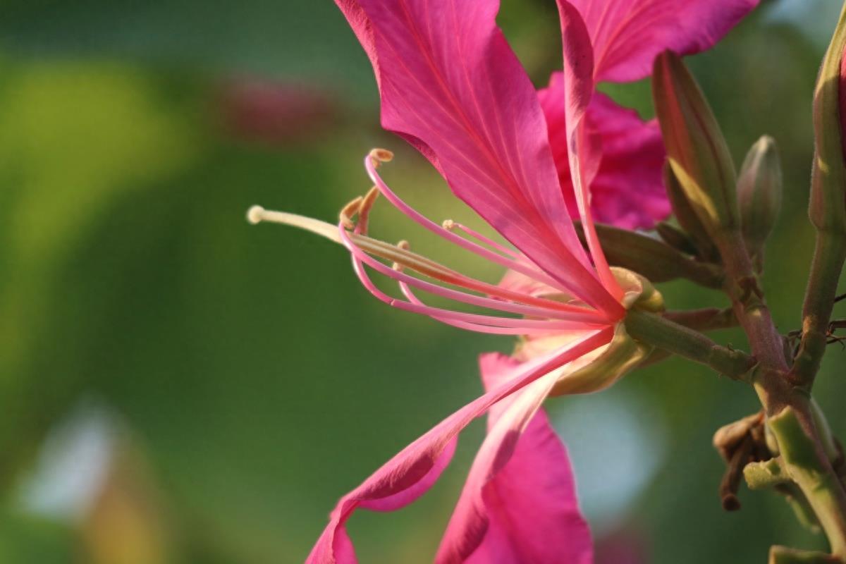 图志：香港区区花——紫荆花