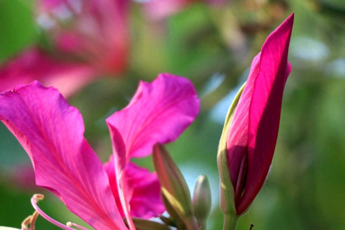 图志：香港区区花——紫荆花