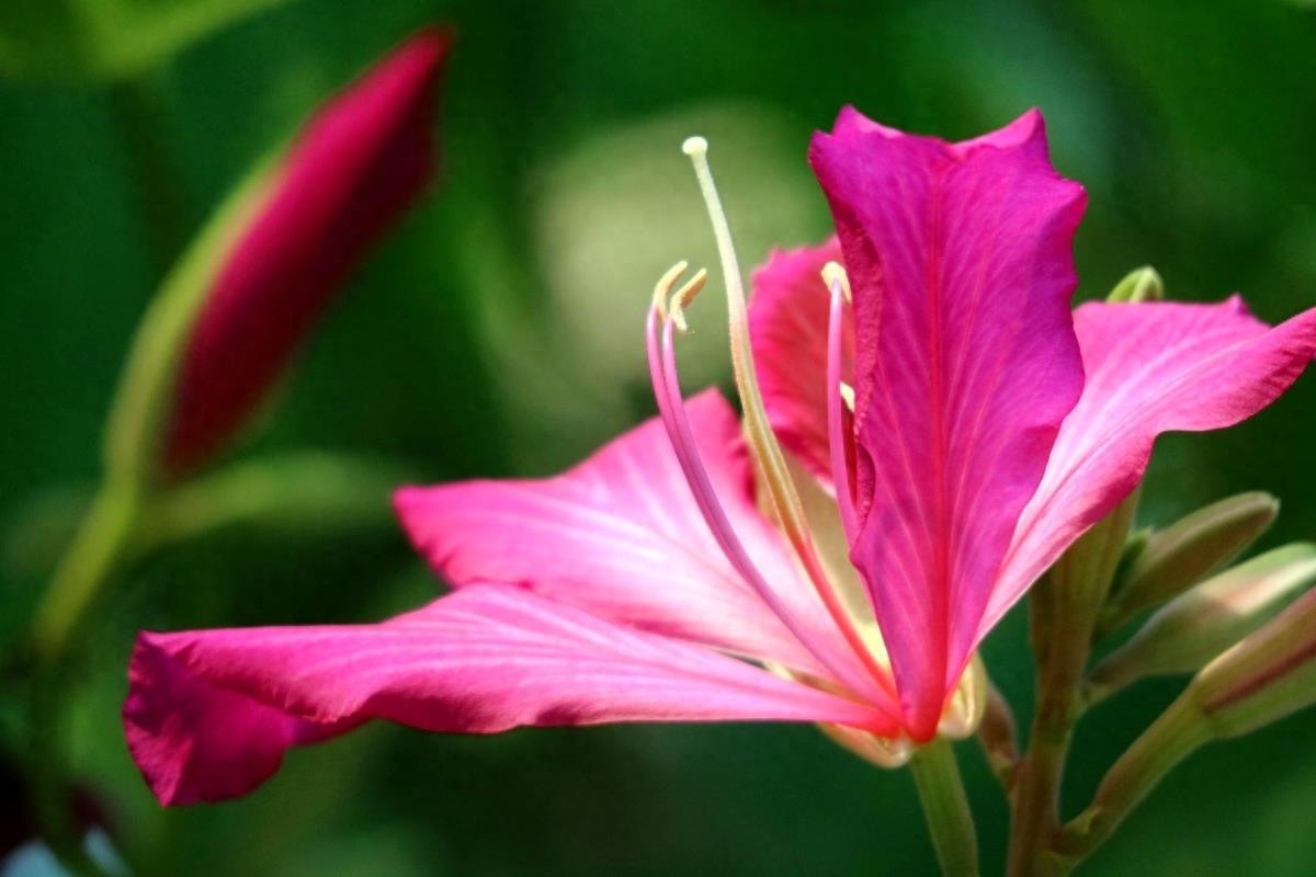 图志：香港区区花——紫荆花