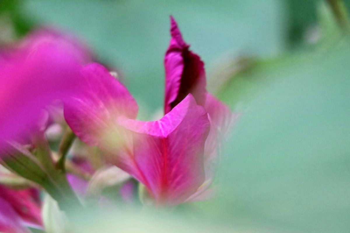 图志：香港区区花——紫荆花