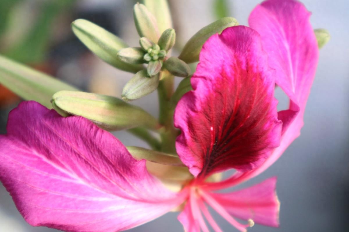 图志：香港区区花——紫荆花