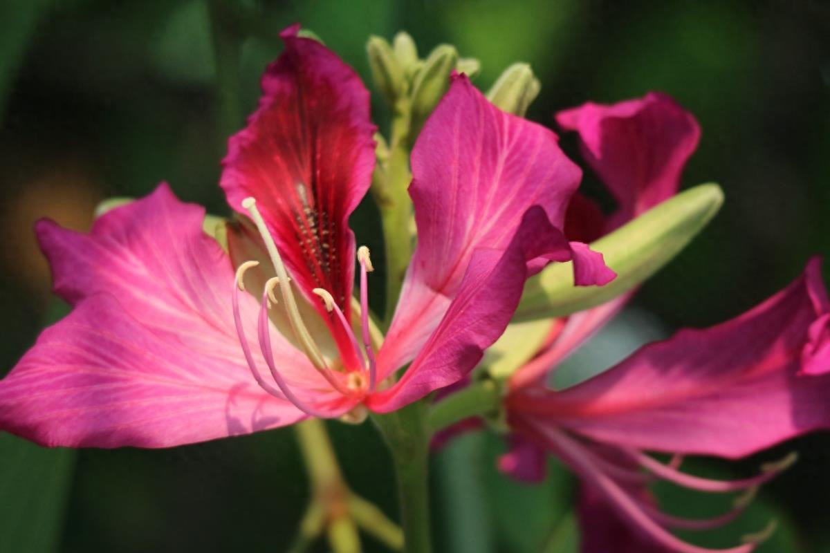 图志：香港区区花——紫荆花