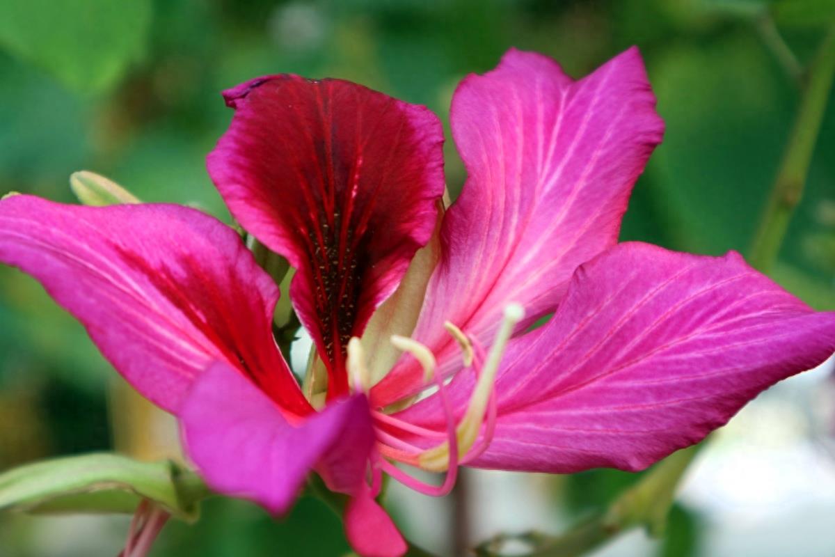 图志：香港区区花——紫荆花
