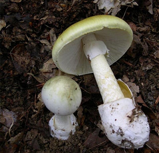 死亡帽——所有已知毒菌中最毒的一种