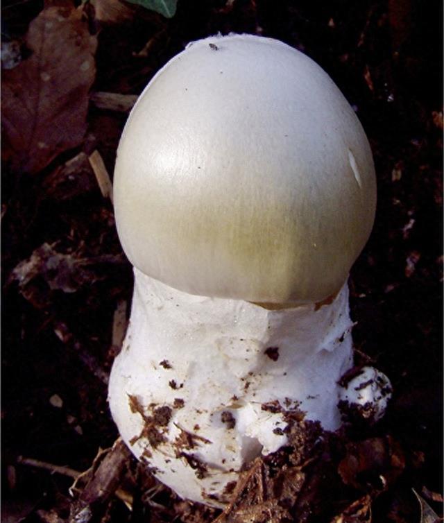 死亡帽——所有已知毒菌中最毒的一种