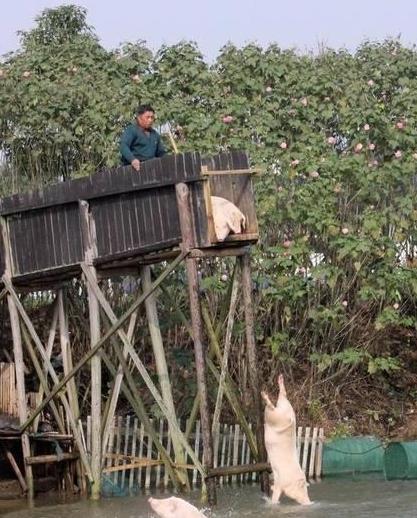 农村大叔养的猪，就是猪中的“跳水健将”