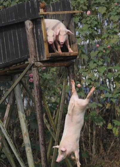 农村大叔养的猪，就是猪中的“跳水健将”