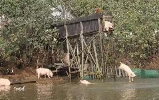 农村大叔养的猪，就是猪中的“跳水健将”