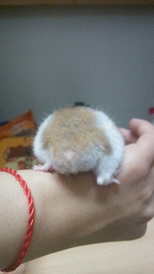 虎纹熊屁股好大，你们见过这样的吗？