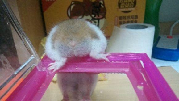 虎纹熊屁股好大，你们见过这样的吗？