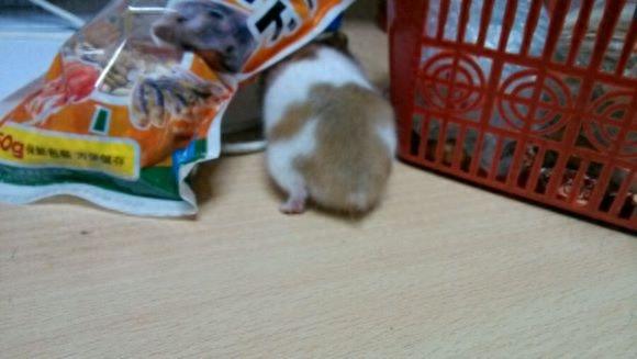 虎纹熊屁股好大，你们见过这样的吗？