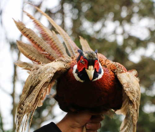 野生动物——雉鸡