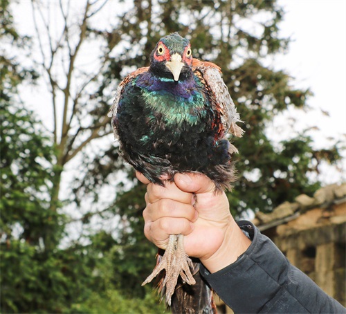 野生动物——雉鸡