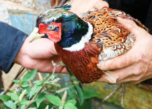 野生动物——雉鸡