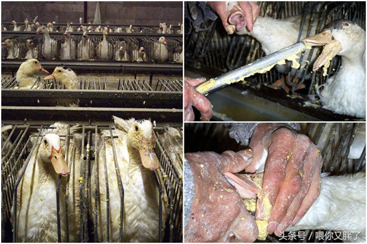 法国鹅肝，美味却残忍的生产过程，终其一生鹅一直都在不停的吃