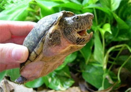 乌龟图集：巨头麝香龟