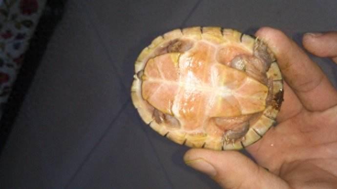 乌龟图集：巨头麝香龟