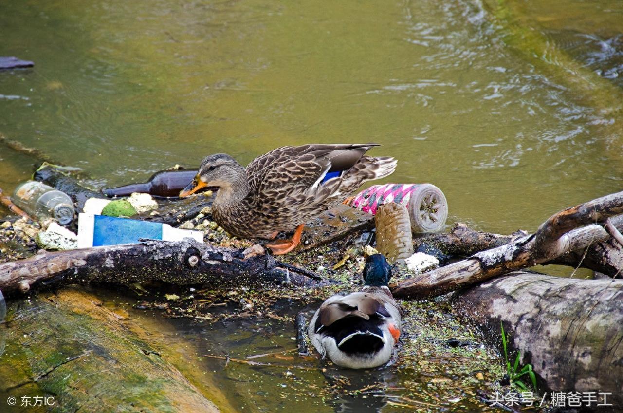 “腌臜”你会读吗 这个词在红楼梦里居然出现了28次