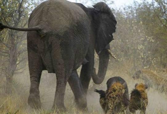 大象遭鬣狗围攻不敌被掏肛，看到鬣狗口中的食物令人愤怒！