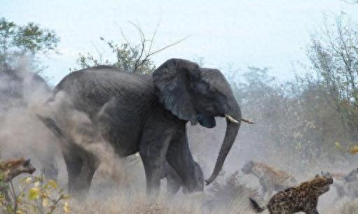 大象遭鬣狗围攻不敌被掏肛，看到鬣狗口中的食物令人愤怒！