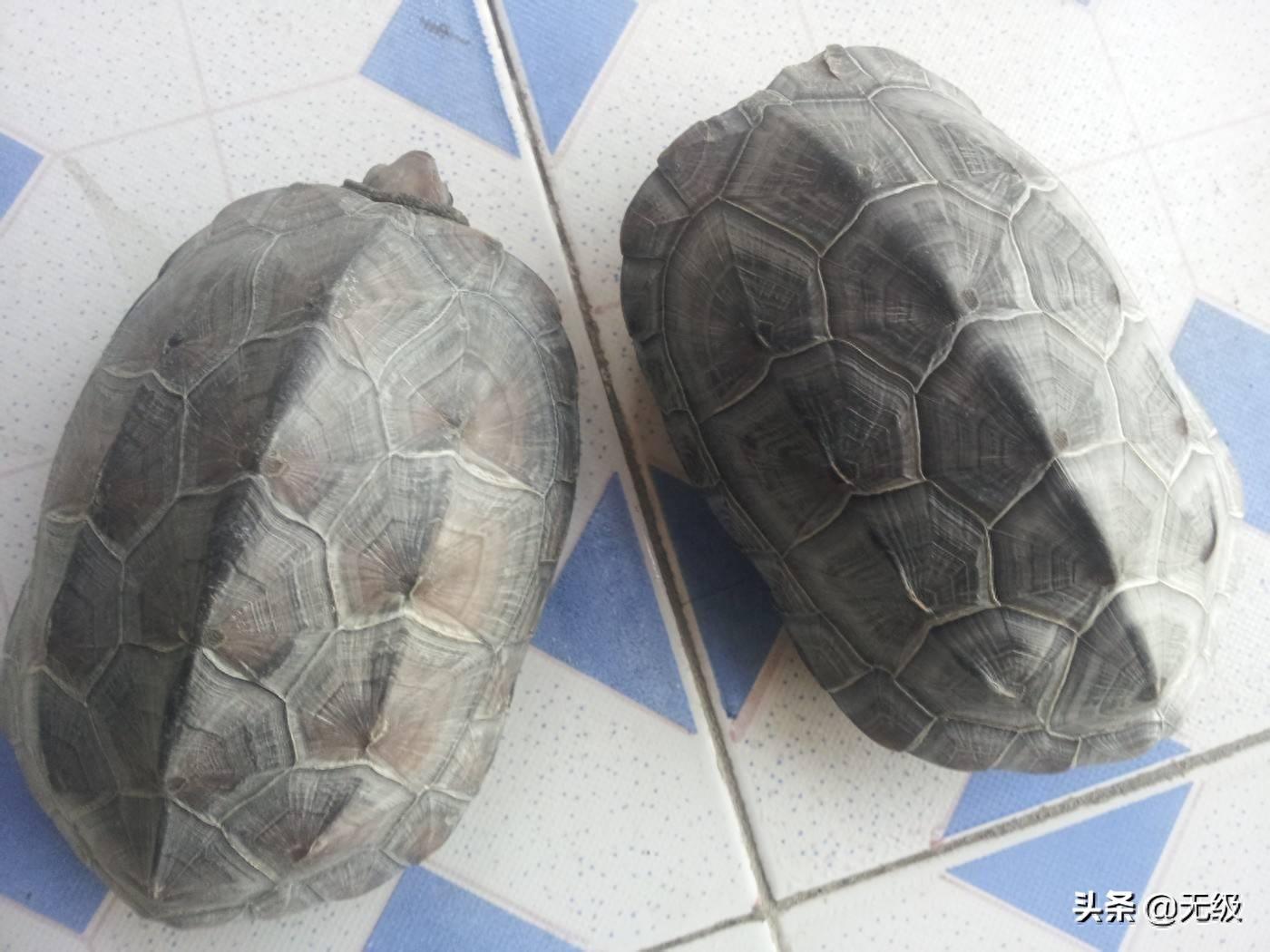 中华龟，最长寿的动物。