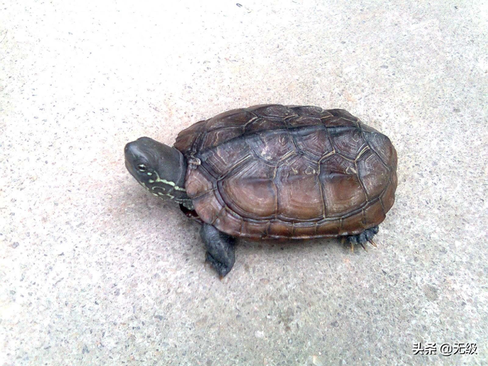 中华龟，最长寿的动物。