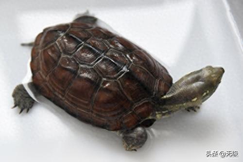 中华龟，最长寿的动物。