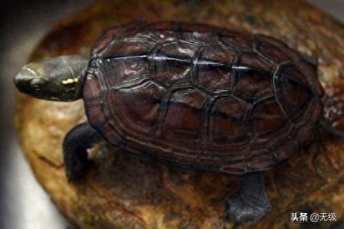 中华龟，最长寿的动物。