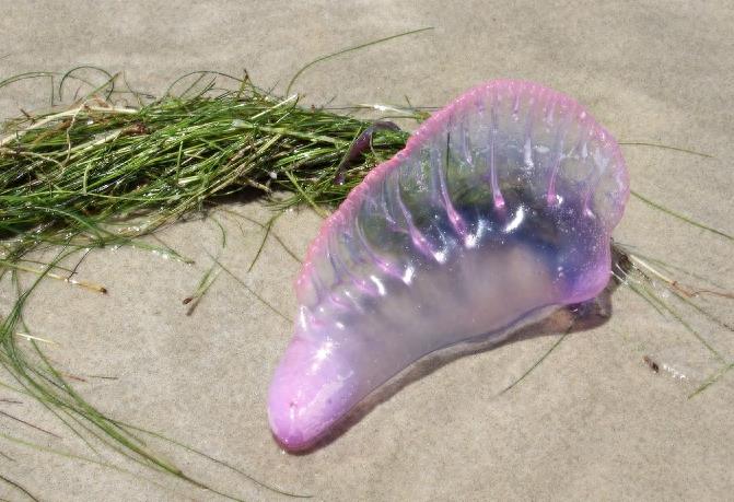 僧帽水母：美丽外表下的致命杀手，毒素之烈不输世界上任何毒蛇！