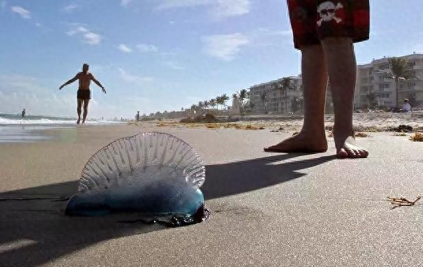 僧帽水母：美丽外表下的致命杀手，毒素之烈不输世界上任何毒蛇！