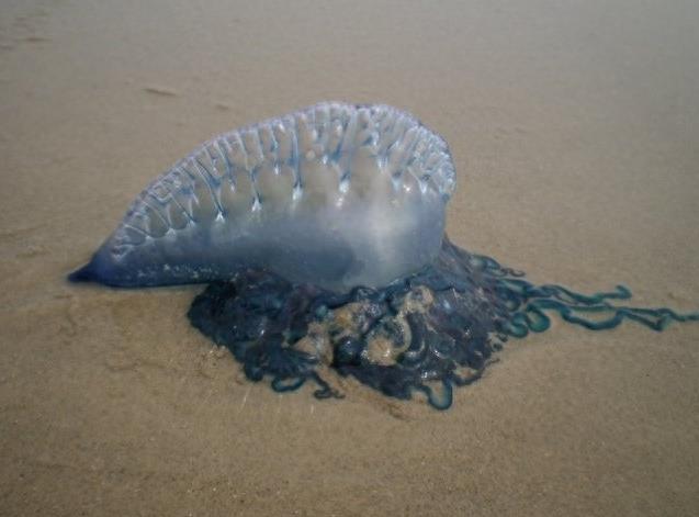 僧帽水母：美丽外表下的致命杀手，毒素之烈不输世界上任何毒蛇！