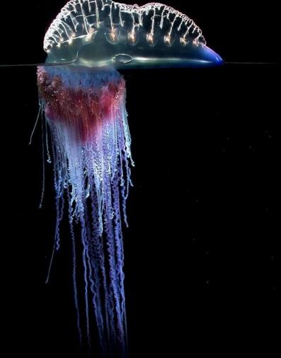 僧帽水母：美丽外表下的致命杀手，毒素之烈不输世界上任何毒蛇！