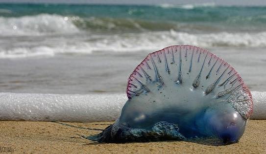 僧帽水母：美丽外表下的致命杀手，毒素之烈不输世界上任何毒蛇！