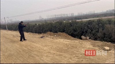 “疯牛”失控撒野，警方果断击毙