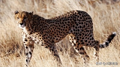 地球上速度最快的十大动物，猎豹居然只排第七