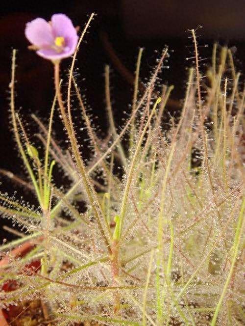 有趣的自然｜这八种植物爱“吃肉”