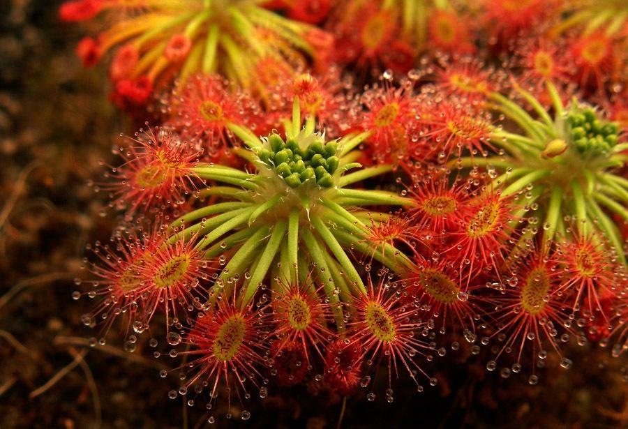 有趣的自然｜这八种植物爱“吃肉”