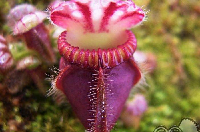 有趣的自然｜这八种植物爱“吃肉”