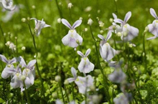 有趣的自然｜这八种植物爱“吃肉”