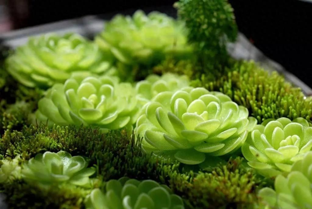 有趣的自然｜这八种植物爱“吃肉”